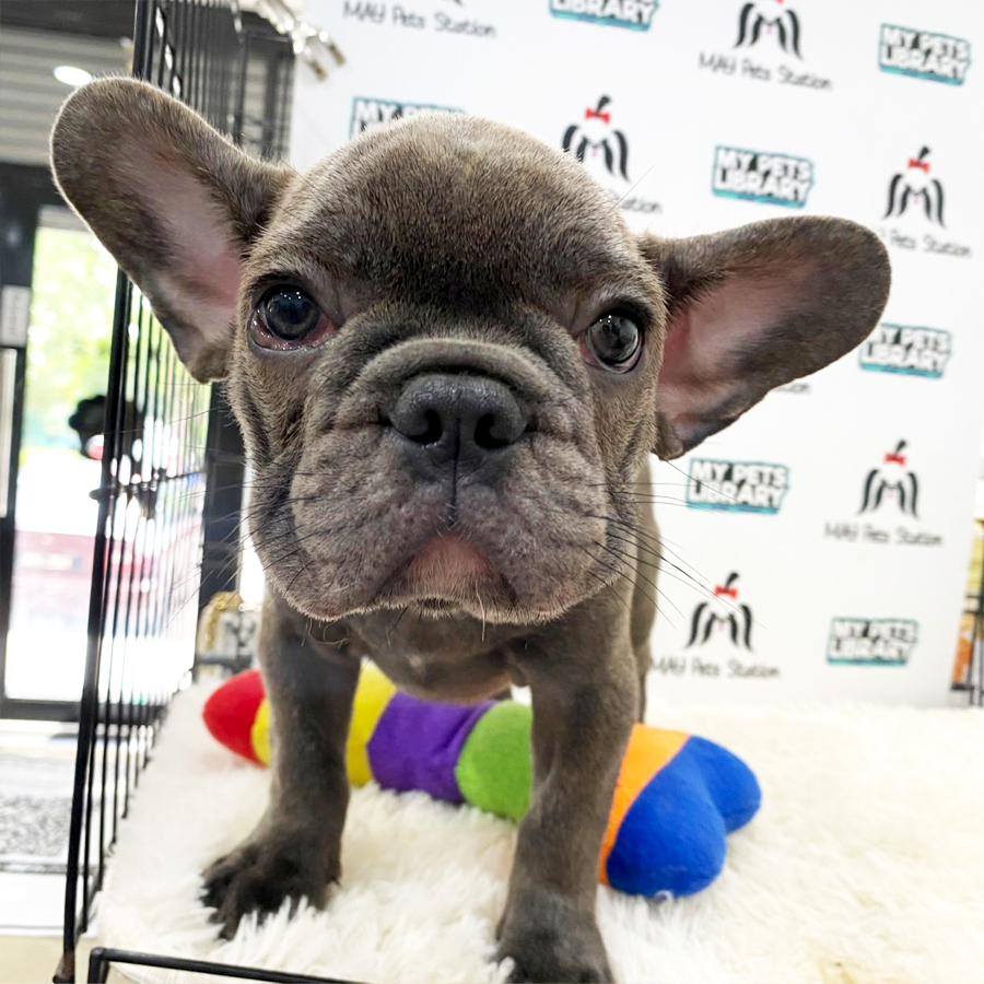 French Bulldog Puppy (Male) For Sale
