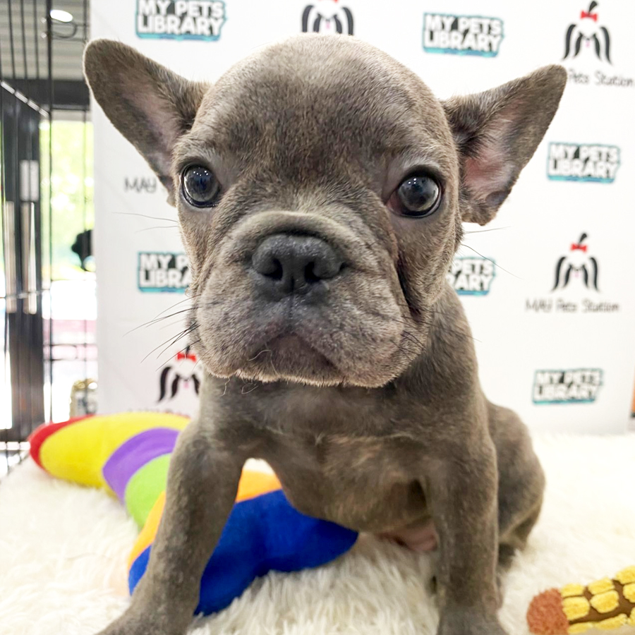 French Bulldog Puppy (Female) For Sale