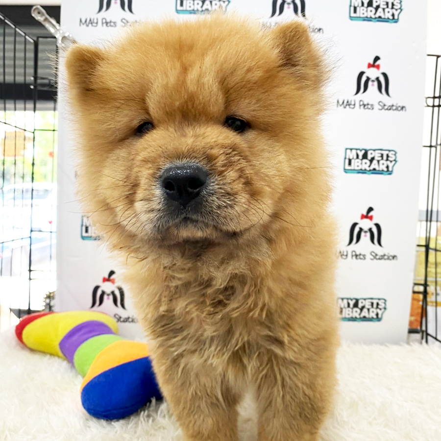 Chow Chow Puppy (Male) For Sale