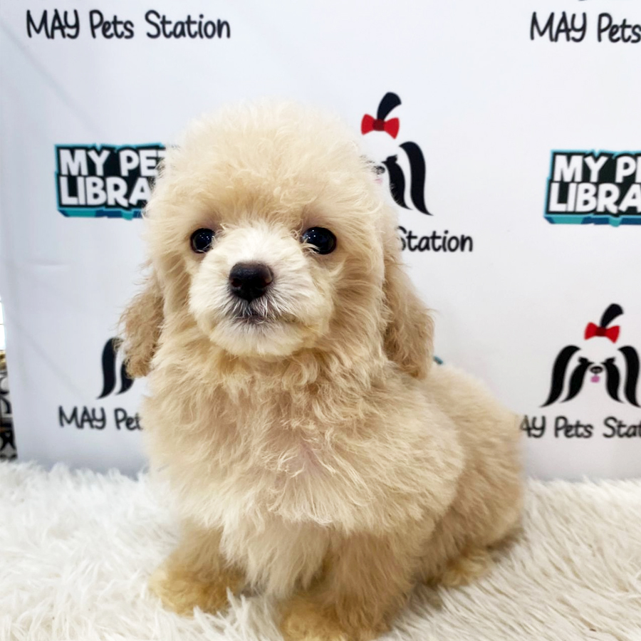 Toy Poodle Puppy (Male) For Sale