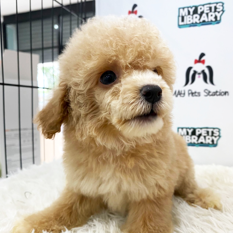 Toy Poodle Puppy (Female) For Sale