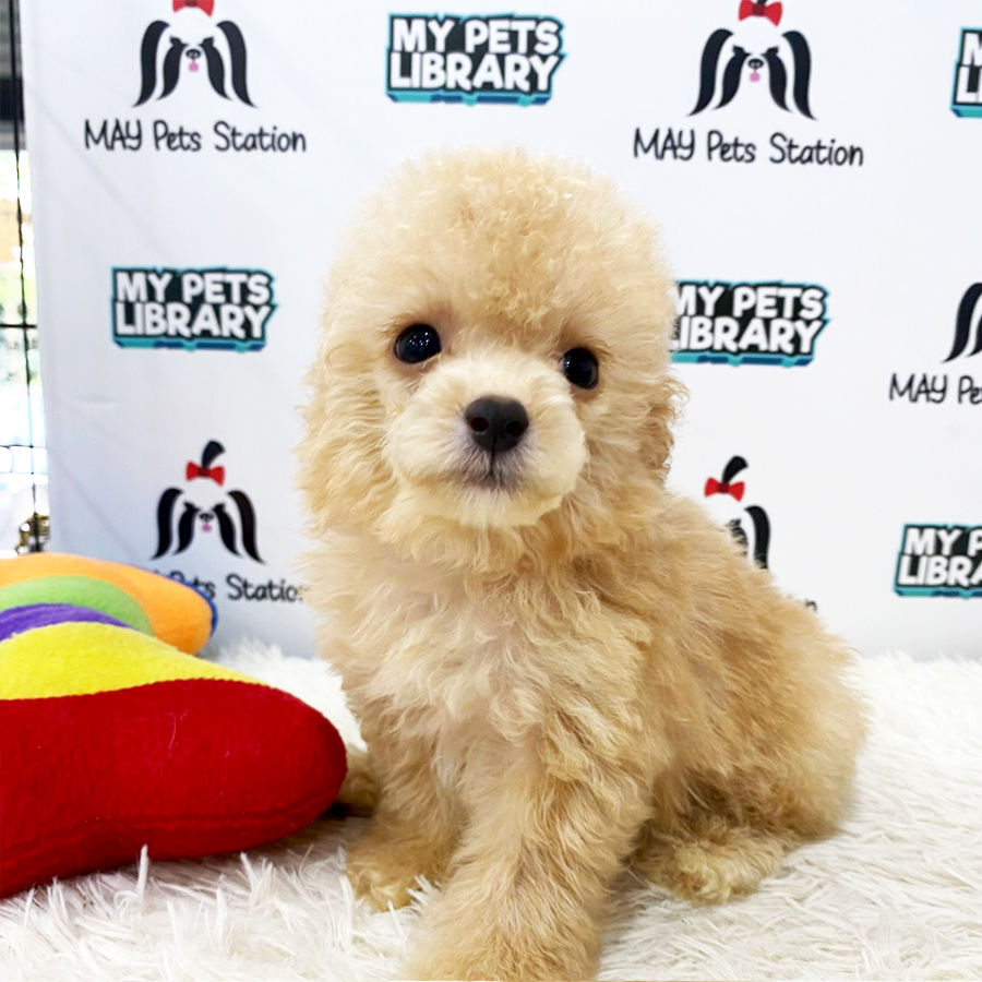 Toy Poodle Puppy (Male) For Sale