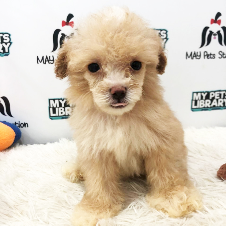 Toy Poodle Puppy (Female) For Sale