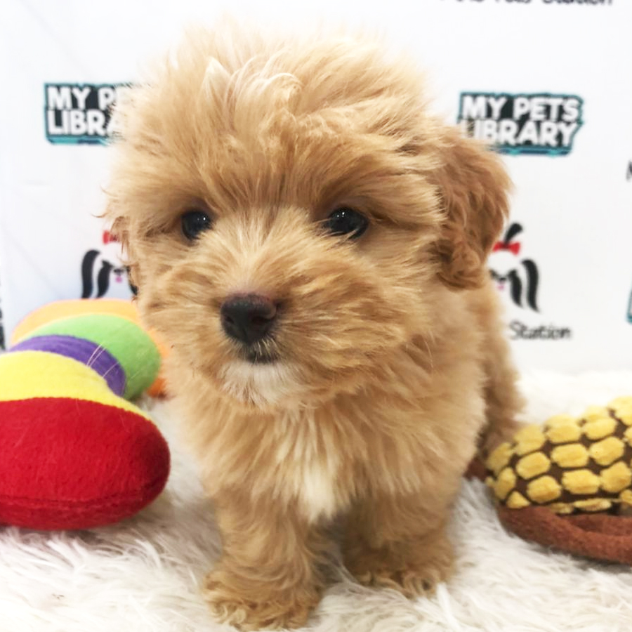 Maltipoo Puppy (Female) For Sale