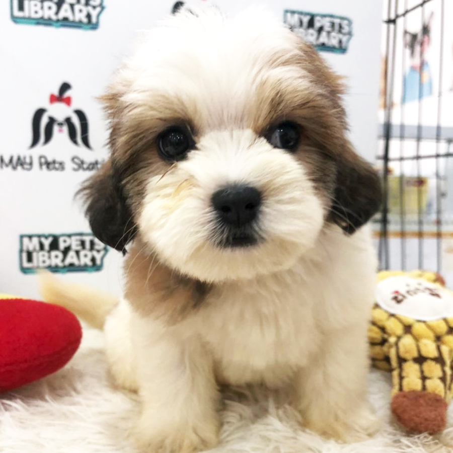 Shihpoo Puppy (Female) For Sale