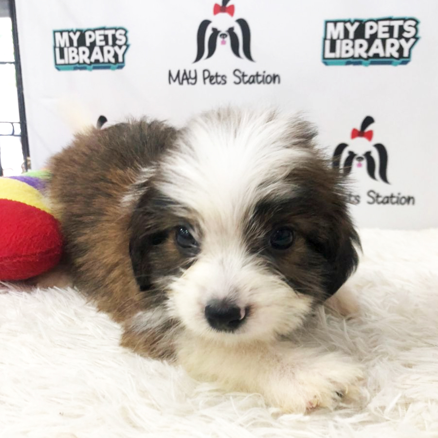 Shihpoo Puppy (Male) For Sale
