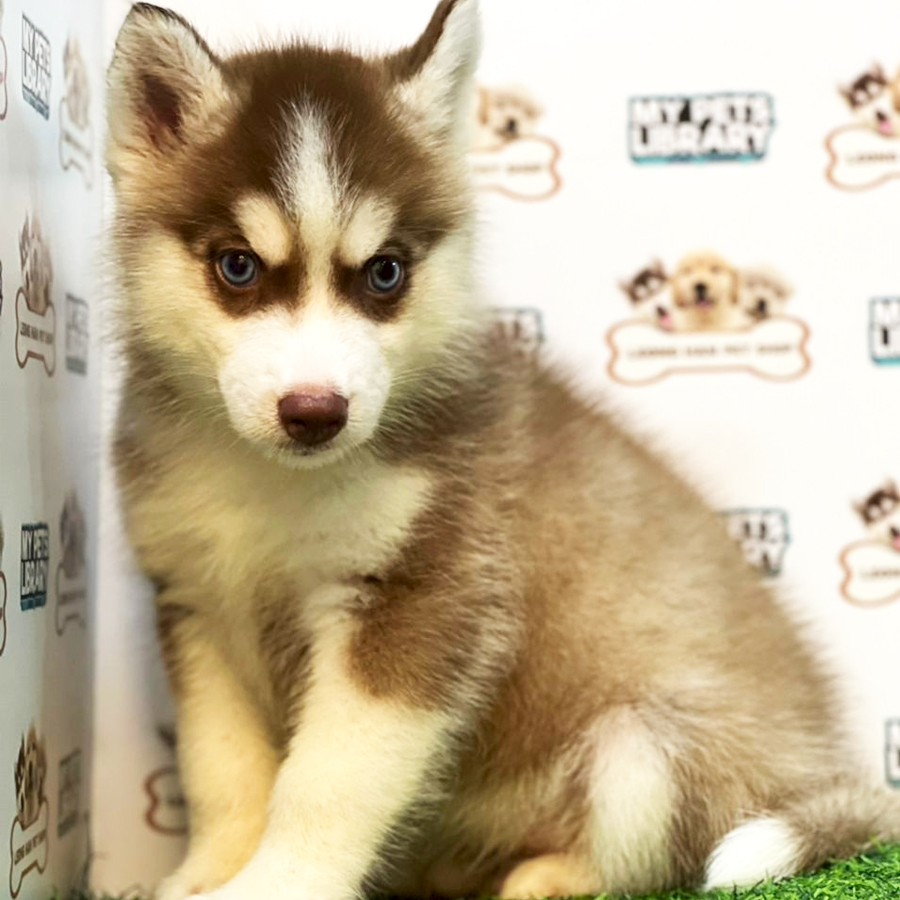 Wooly Husky Puppy (Male) For Sale
