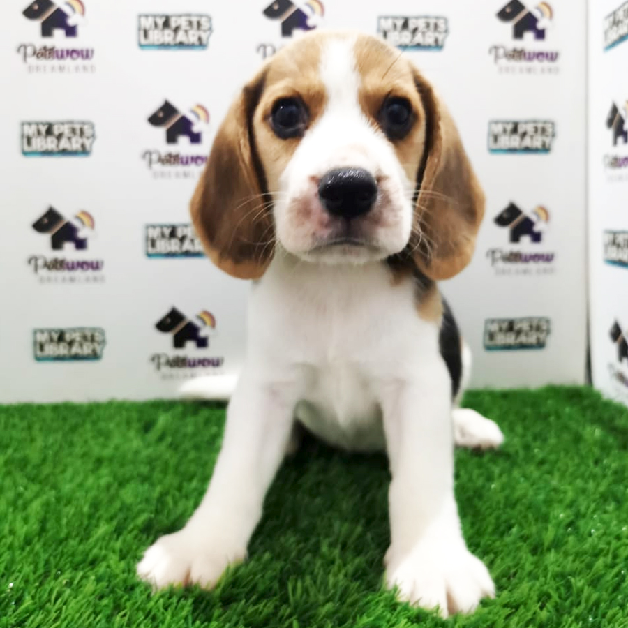 Beagle Puppy (Male) For Sale