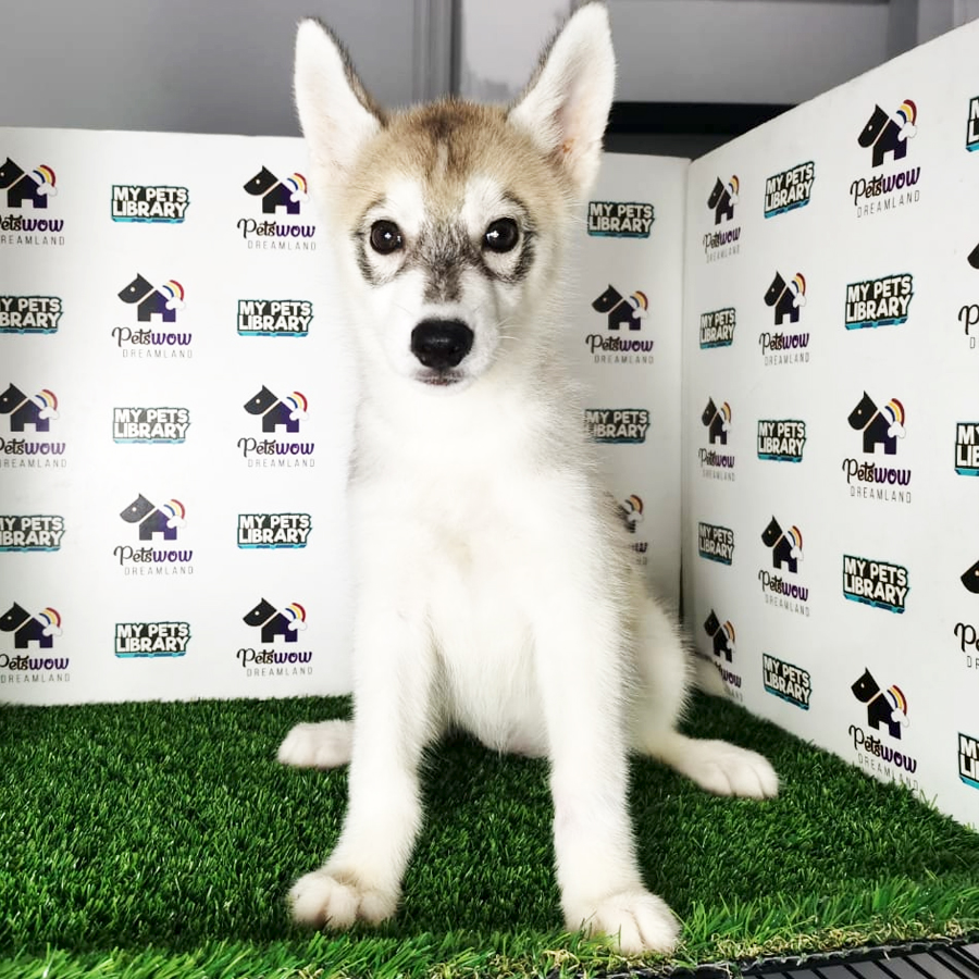 Siberian Husky Puppy (Female) For Sale