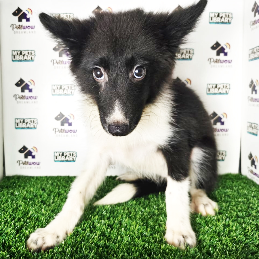 Border Collie Puppy (Female) For Sale