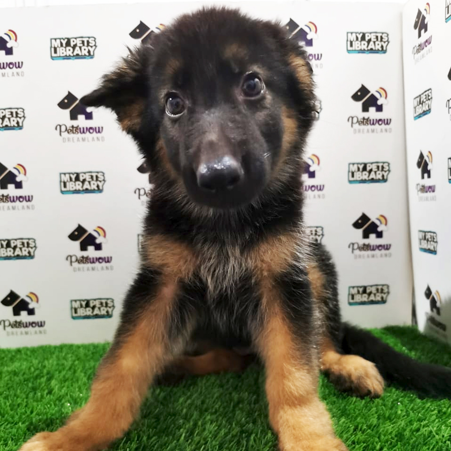 German Shepherd Puppy (Male) For Sale