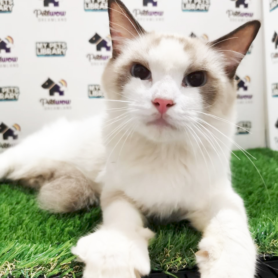 Ragdoll Kitten (Male) For Sale