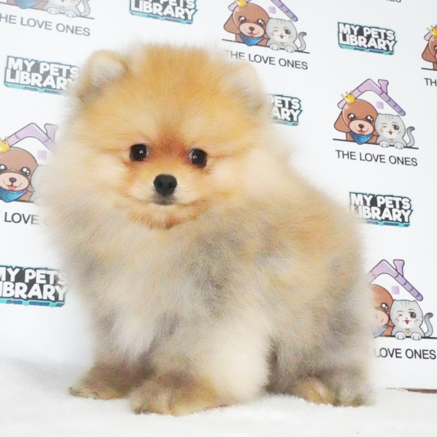 Pomeranian Puppy (Male) For Sale
