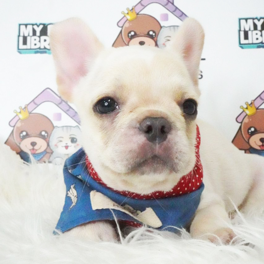 French Bulldog Puppy (Male) For Sale