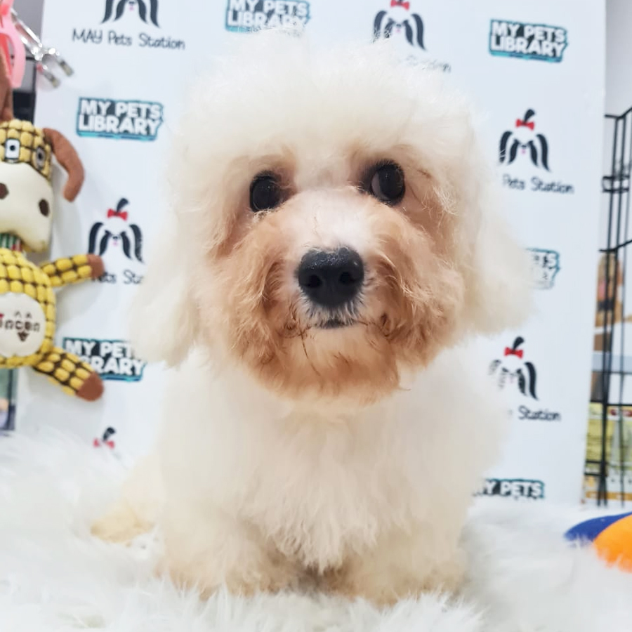 Bichon Frise Puppy (Female) For Sale