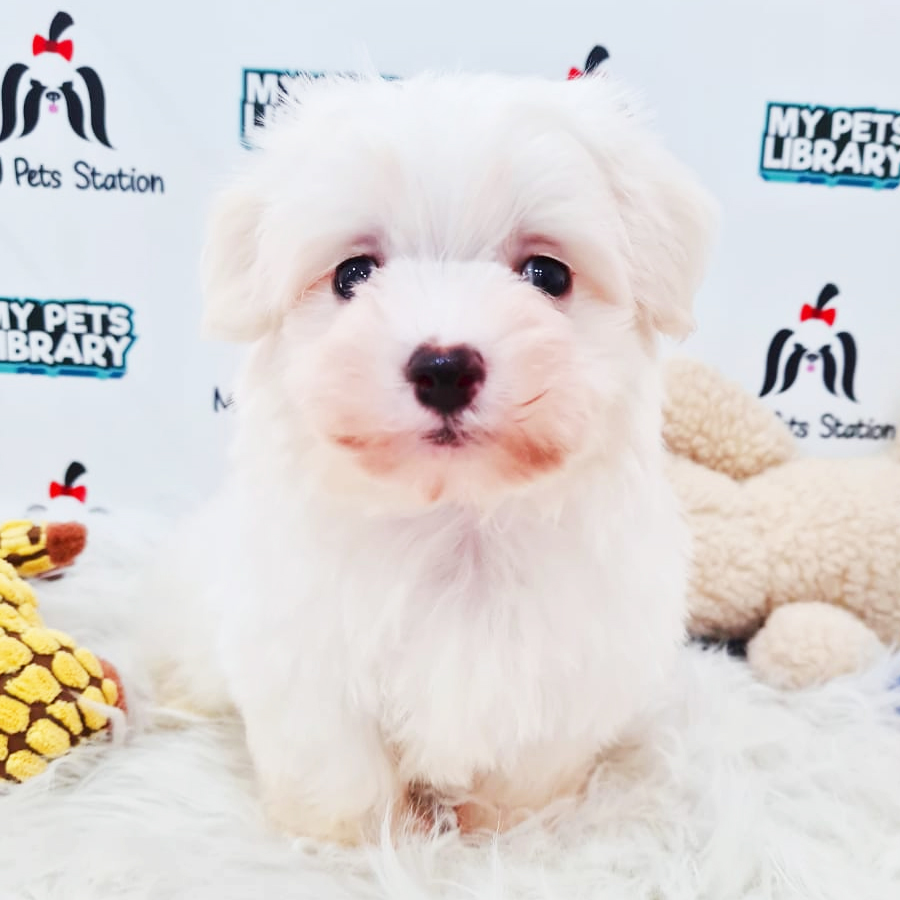 Tiny Maltese Puppy (Female) For Sale