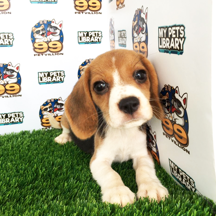 Beagle Puppy (Female) For Sale