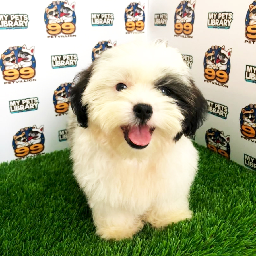 Shih Tzu Puppy (Male) For Sale