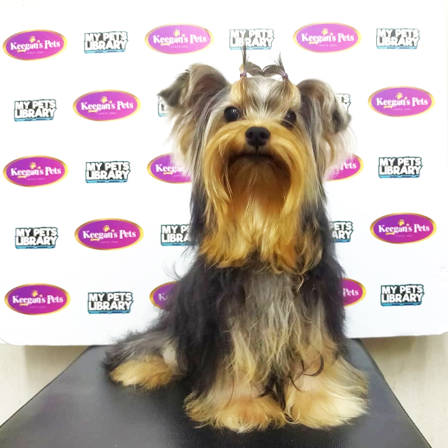 MKA Yorkshire Terrier Puppy (Male) For Sale