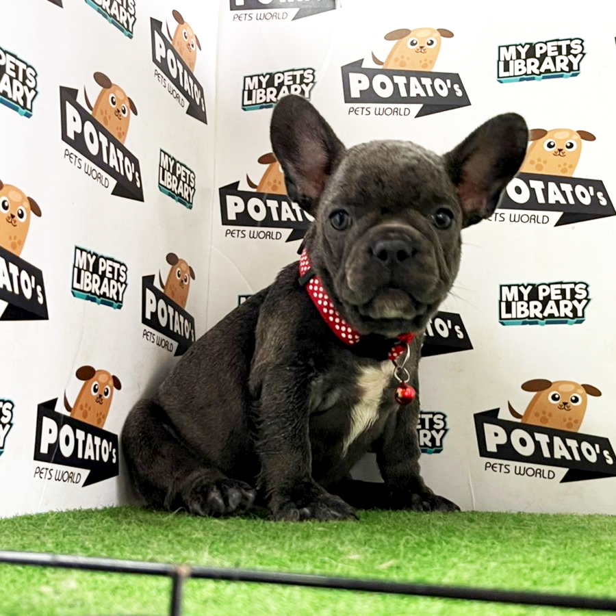 French Bulldog Puppy (Female) For Sale