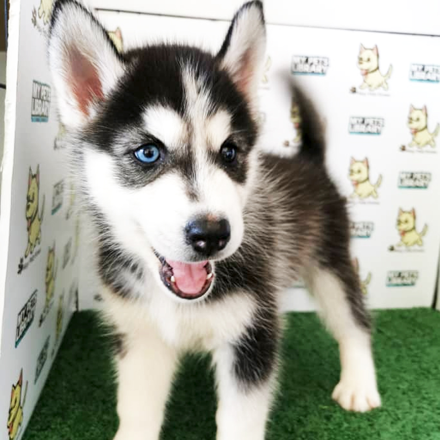 Siberian Husky Puppy (Female) For Sale