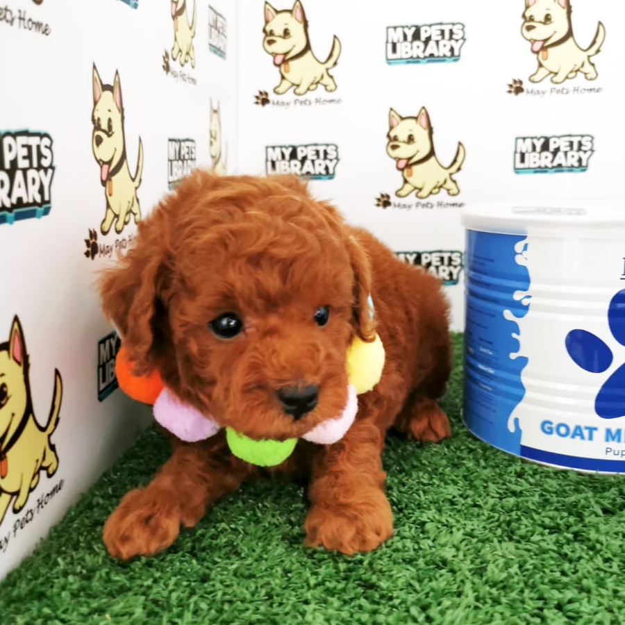 Toy Poodle Puppy (Male) For Sale