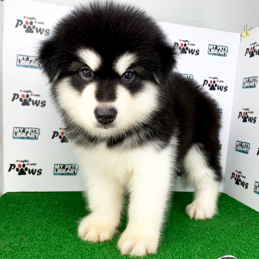 Alaskan Malamute Puppy (Male) For Sale