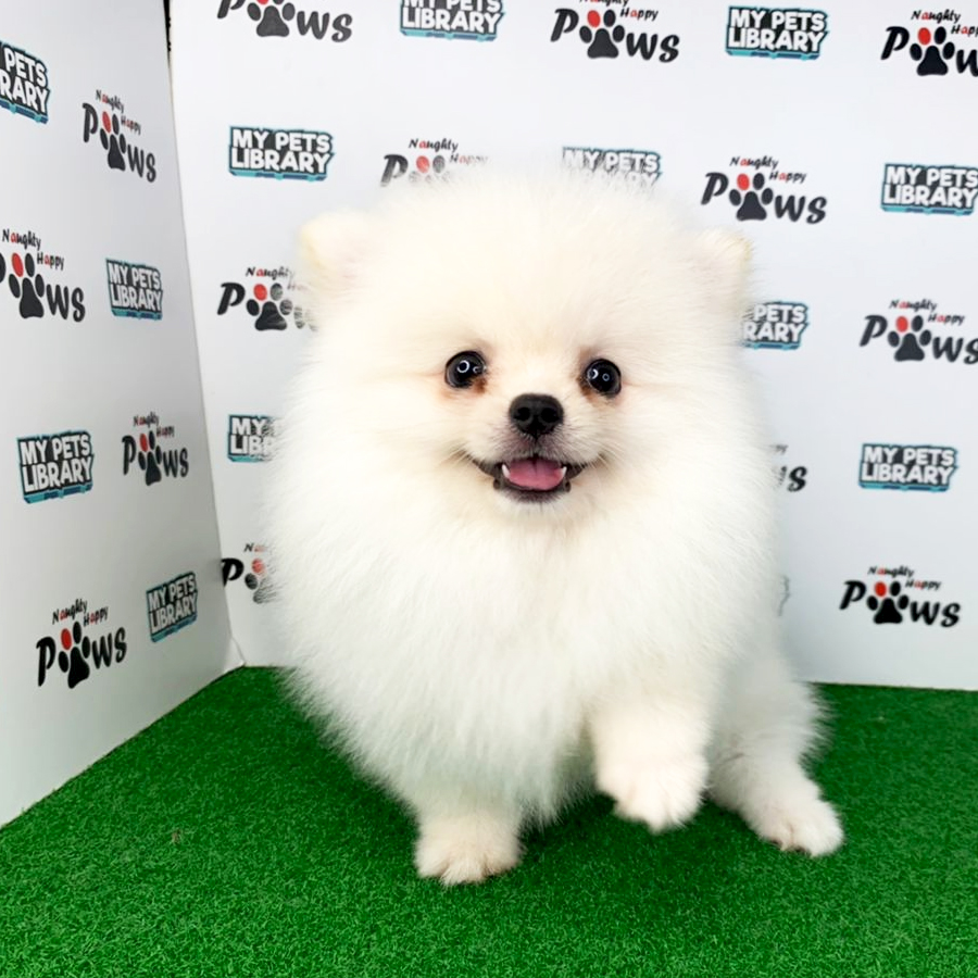 Pomeranian Puppy (Female) For Sale