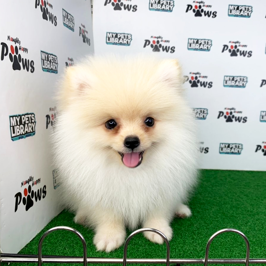 Pomeranian Puppy (Male) For Sale