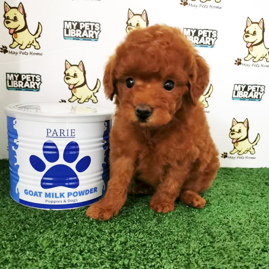Toy Poodle Puppy (Female) For Sale