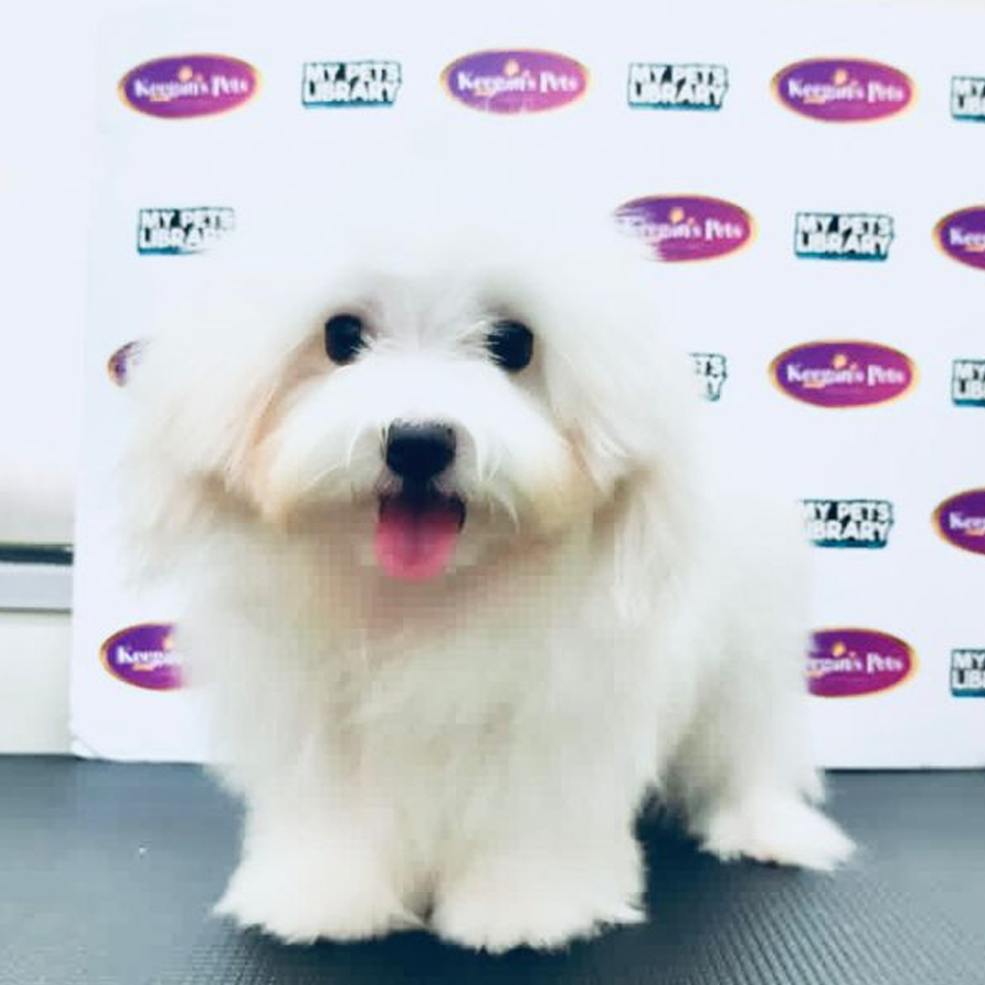 MKA Maltese Puppy (Male) For Sale