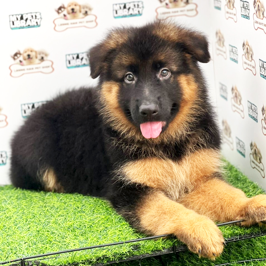 German Shepherd Puppy (Male) For Sale