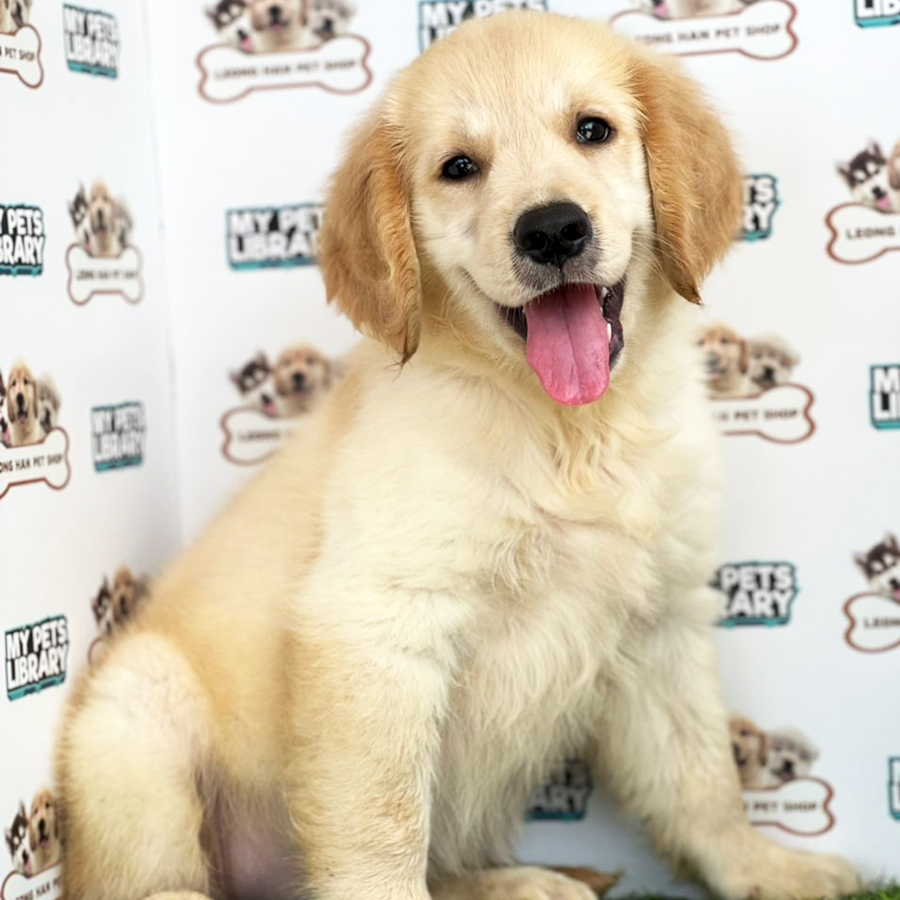 Golden Retriever Puppy (Female) For Sale