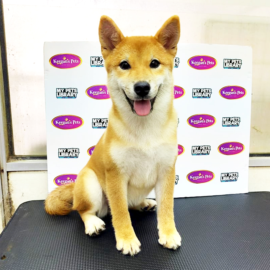 MKA Shiba Inu Puppy (Female) For Sale