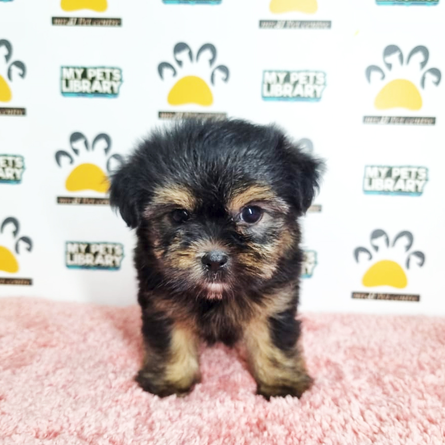 Yorkshire Mix Puppy (Female) For Sale