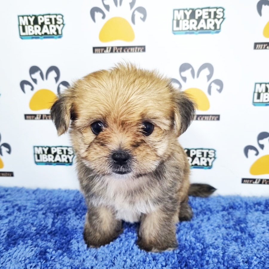 Yorkshire Mix Puppy (Male) For Sale