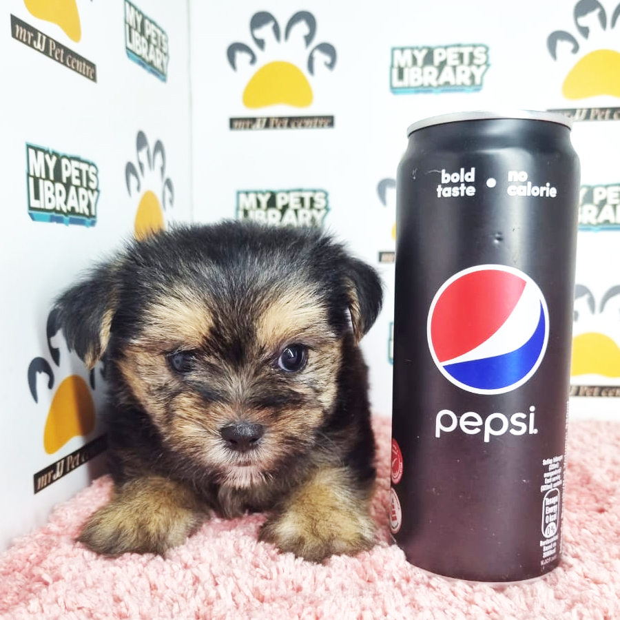 Yorkshire Mix Puppy (Female) For Sale