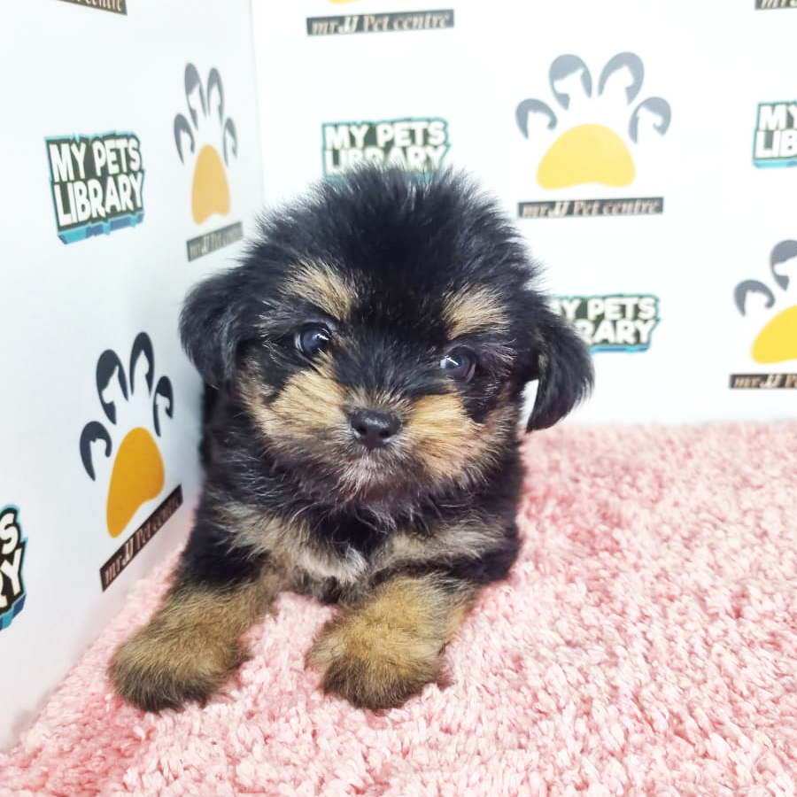 Yorkshire Mix Puppy (Female) For Sale