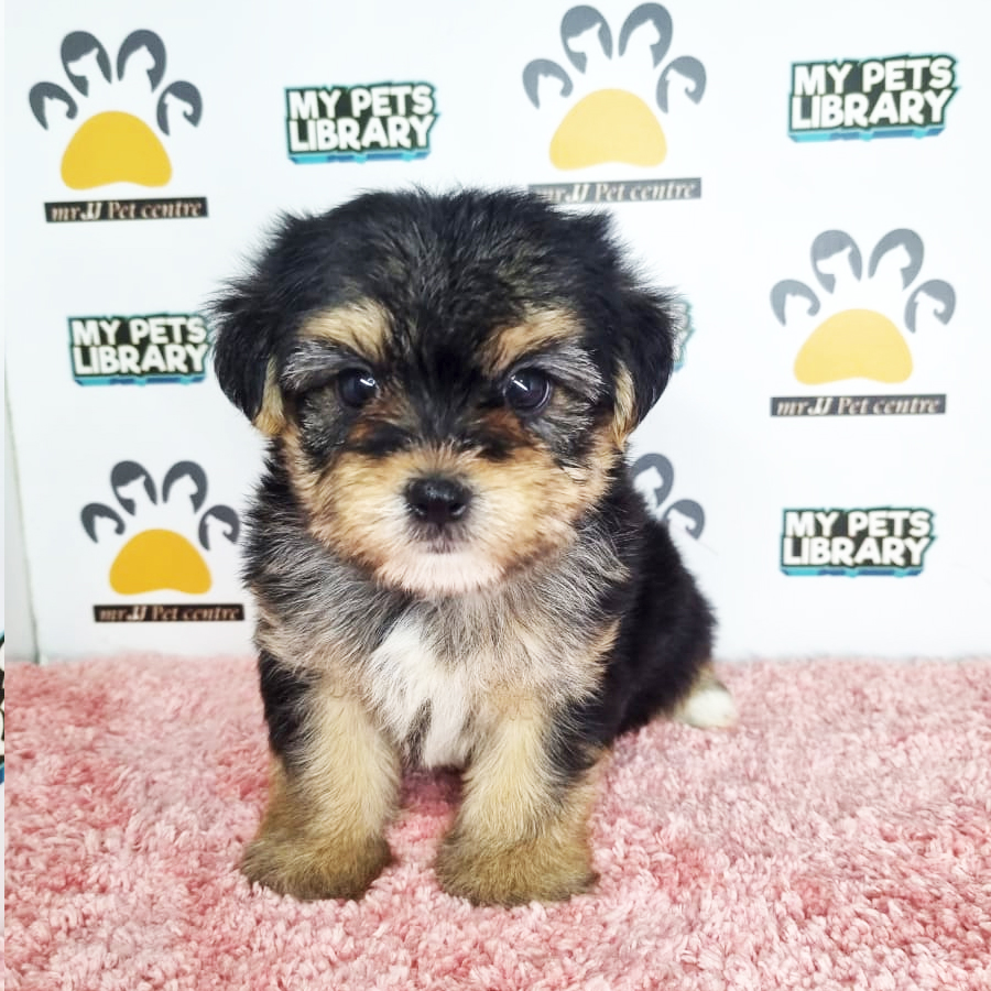 Yorkshire Mix Puppy (Female) For Sale