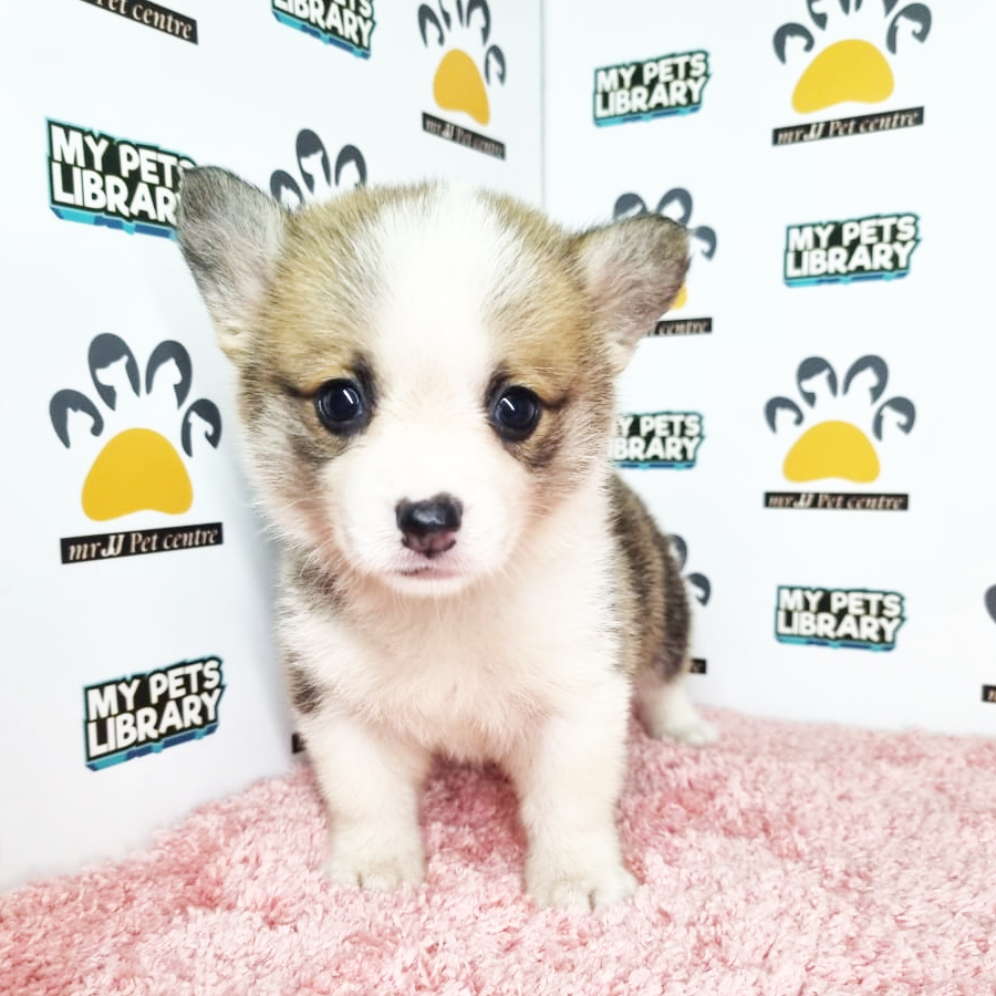 Corgi Puppy (Female) For Sale