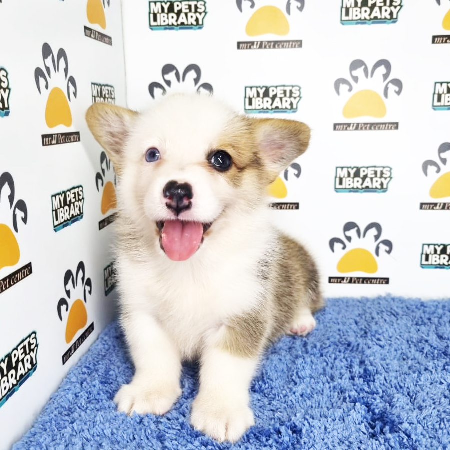 Corgi Puppy (Male) For Sale