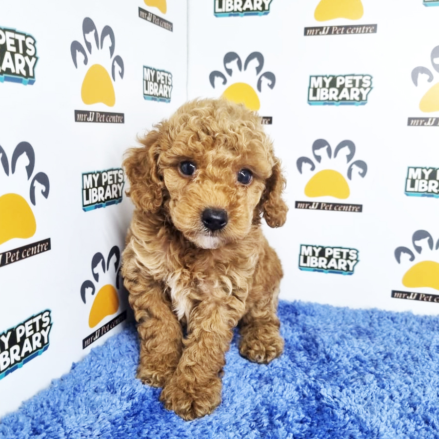 Toy Poodle Puppy (Male) For Sale