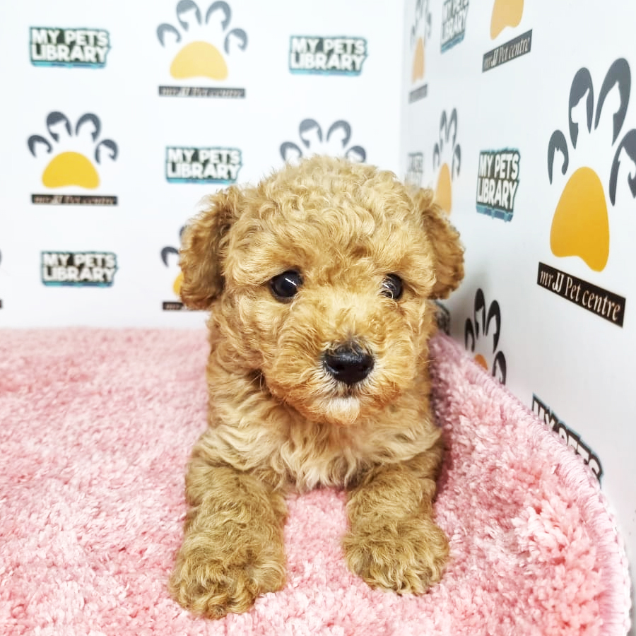 Toy Poodle Puppy (Female) For Sale