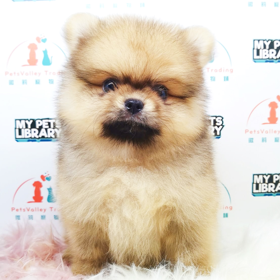 Pomeranian Puppy (Male) For Sale