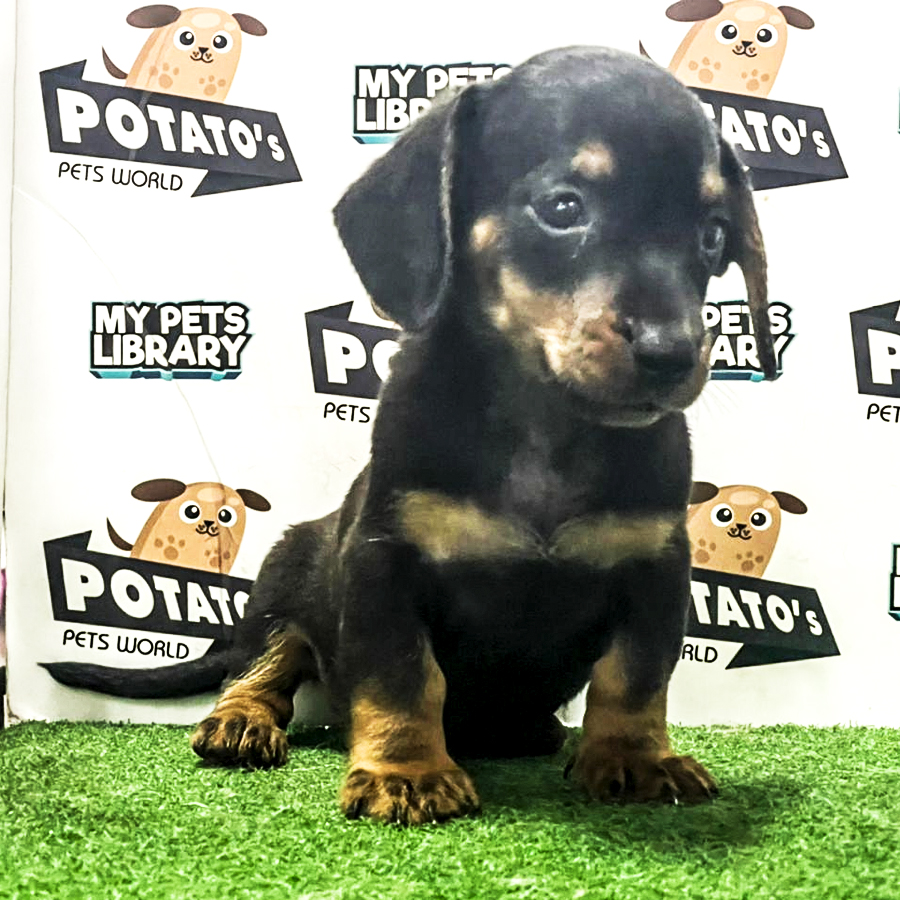 Dachshund Puppy (Male) For Sale