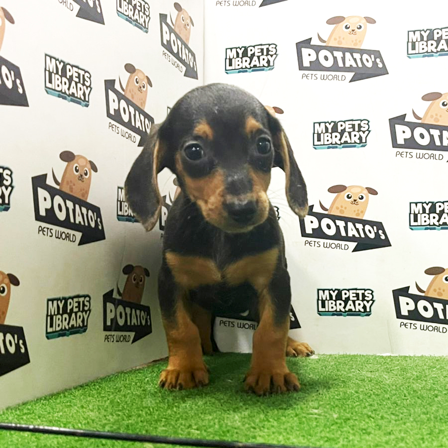 Dachshund Puppy (Female) For Sale