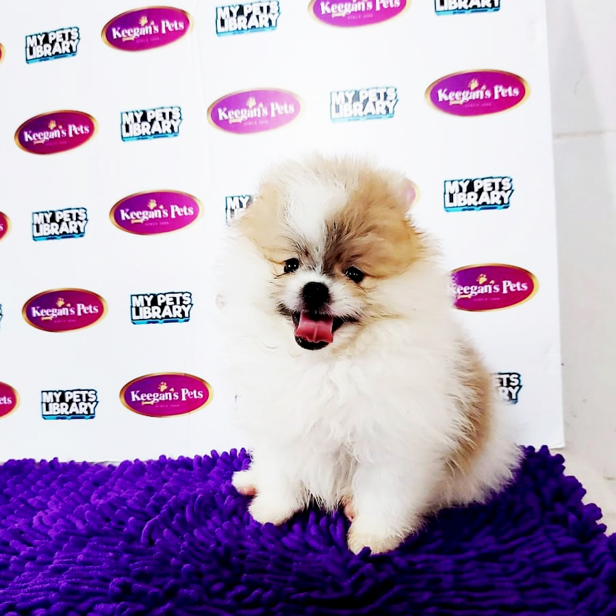 MKA Pomeranian Puppy (Male) For Sale