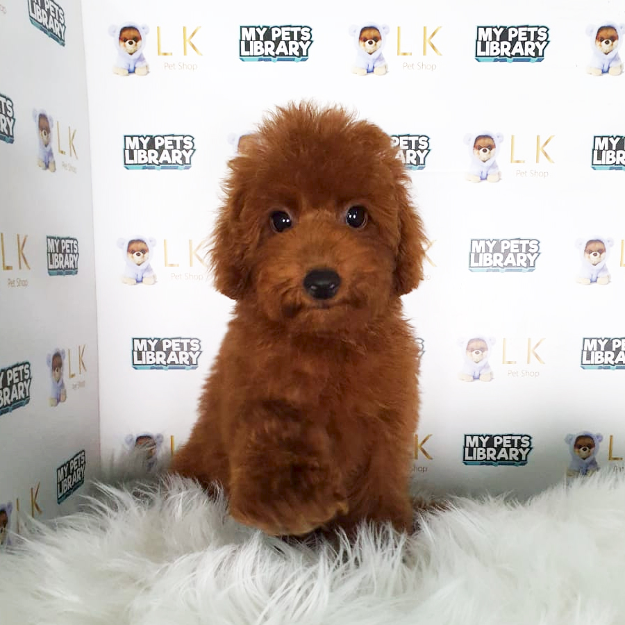 Toy Poodle Puppy (Male) For Sale