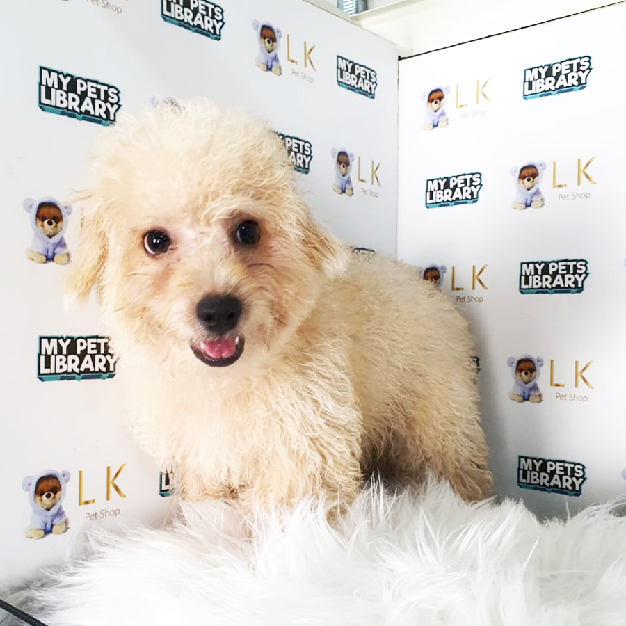 Toy Poodle Puppy (Male) For Sale