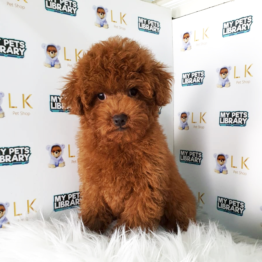 Toy Poodle Puppy (Male) For Sale
